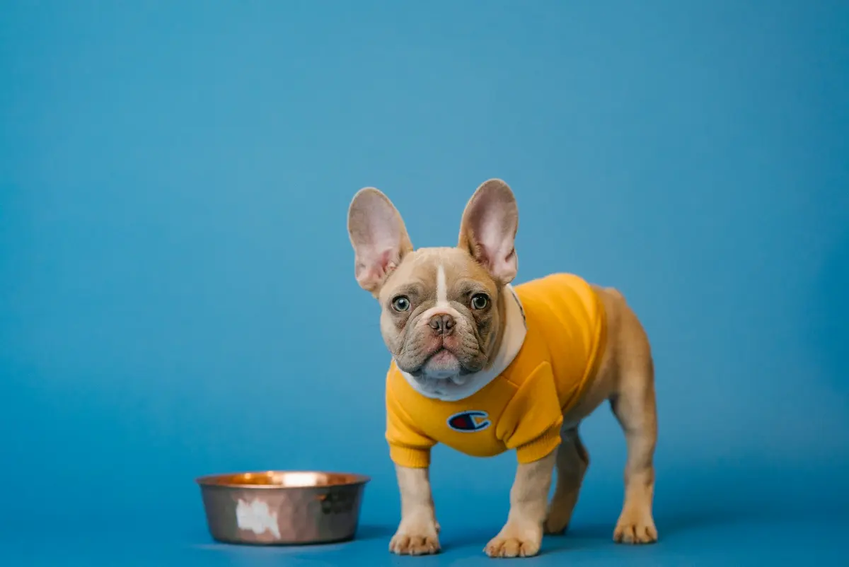 French bulldog in a yellow shirt holding a blue ceramic mug
